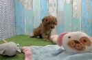 Cavapoo Pup Being Cute
