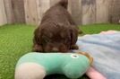 Friendly Mini Aussiedoodle Baby