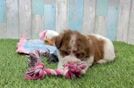 Smart Havapoo Poodle Mix Pup