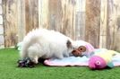 Adorable Pom Pom Purebred Puppy
