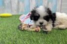 Best Cavachon Baby