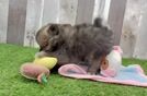 Pomeranian Puppy for Adoption