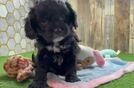 Cavapoo Pup Being Cute