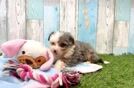 Petite Mini Aussiedoodle Poodle Mix Pup
