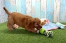 Cavapoo Puppy for Adoption