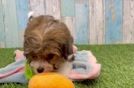 Cavachon Puppy for Adoption