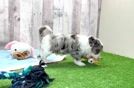 Energetic Havadoodle Poodle Mix Puppy