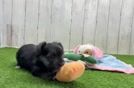 Morkie Puppy for Adoption