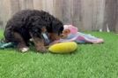 Meet Brendon - our Mini Bernedoodle Puppy Video