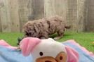 Cute Havapoo Baby