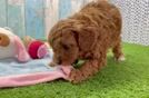 Cute Cavapoo Baby