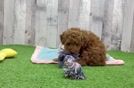 Best Poodle Baby
