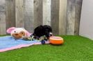 Energetic Cavoodle Poodle Mix Puppy