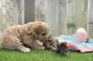 Little Maltepoo Poodle Mix Puppy