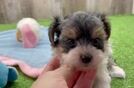 Energetic Yorkipoo Poodle Mix Puppy