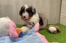 Mini Aussiedoodle Puppy for Adoption