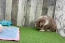 Smart Mini Labradoodle Poodle Mix Pup