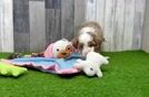 Petite Mini Aussiedoodle Poodle Mix Pup