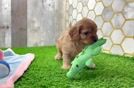 Cavapoo Pup Being Cute