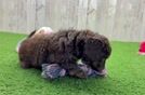 Mini Doxiedoodle Puppy for Adoption