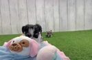 Sweet Teddy Bear Baby