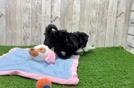 Meet Asia - our Maltipoo Puppy Video  - Lone Star Pups Maltipoo Puppy for Adoption