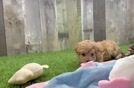Maltipoo Puppy for Adoption