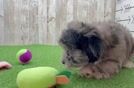 Shih Poo Puppy for Adoption