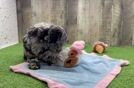 Cute Mini Goldendoodle Baby
