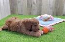 Friendly Cavapoo Baby