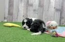 Meet Ron - our Cavachon Puppy Video