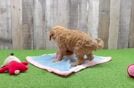 Friendly Cavapoo Baby