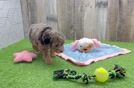 Happy Mini Aussiedoodle Baby