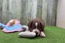 Little Mini Aussie Purebred Pup