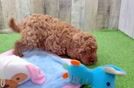 Cute Cavapoo Baby