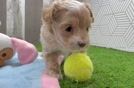 Maltipoo Pup Being Cute