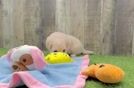 Petite Havapoo Poodle Mix Pup