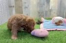 Meet George - our Mini Goldendoodle Puppy Video
