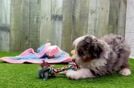 Mini Aussiedoodle Pup Being Cute