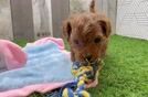 Cavapoo Puppy for Adoption