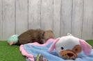 Meet Zimm - our Yorkie Chon Puppy Video