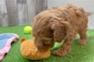 Little Cavipoo Poodle Mix Puppy