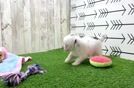 Meet Margie - our Havapoo Puppy Video