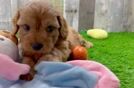 Hypoallergenic Cavadoodle Poodle Mix Puppy