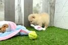 Popular Pomeranian Baby