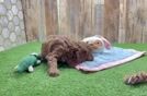 Playful Cavapoodle Poodle Mix Puppy