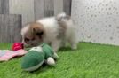 Pomeranian Pup Being Cute