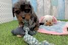 Little Cavipoo Poodle Mix Puppy