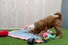 Meet Effie - our Mini Goldendoodle Puppy Video