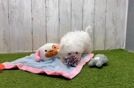 Playful Maltese Purebred Pup